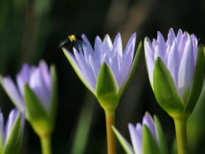 Quarry Lions 217 Quarry Lions 217