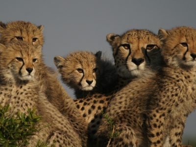 owl mike 356 owl mike 356